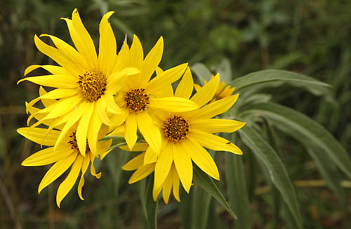 Sunflowers, Perennial Helianthus maximiliani